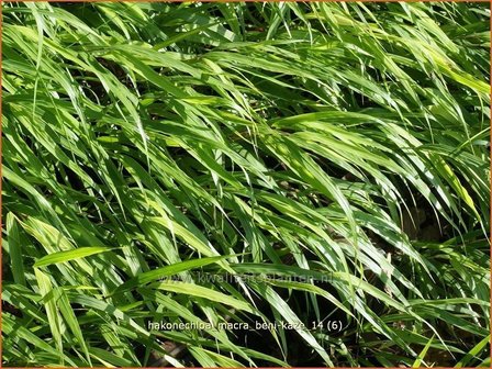 Hakonechloa macra &#039;Beni-Kaze&#039; | Japans siergras