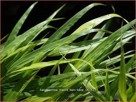 Hakonechloa macra &#039;Beni-Kaze&#039; | Japans siergras