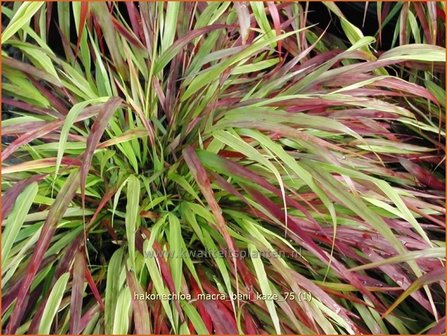 Hakonechloa macra &#039;Beni-Kaze&#039; | Japans siergras