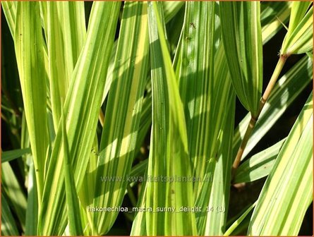 Hakonechloa macra &#039;Sunny Delight&#039; | Japans siergras