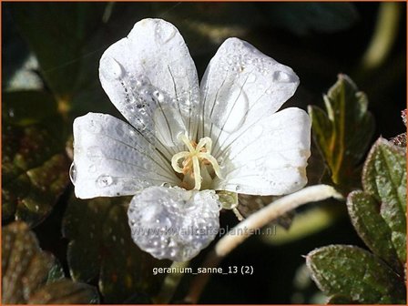 Geranium sessiliflorum &#039;Sanne&#039; | Ooievaarsbek