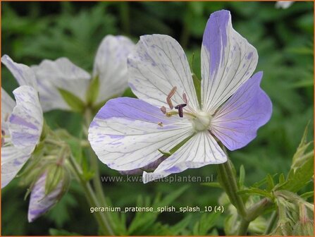 Geranium pratense &amp;#39;Splish Splash&amp;#39; | Beemdooievaarsbek, Ooievaarsbek, Tuingeranium | Wiesen-Storchschnabel