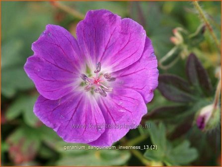 Geranium sanguineum &#039;Inverness&#039; | Ooievaarsbek