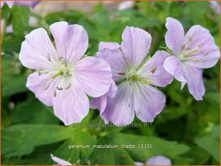 Geranium maculatum &#039;Chatto&#039; | Ooievaarsbek, Tuingeranium