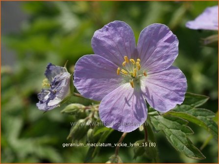 Geranium maculatum &amp;#39;Vickie Lynn&amp;#39; | Gevlekte ooievaarsbek, Ooievaarsbek, Tuingeranium | Amerikanischer Storchsch