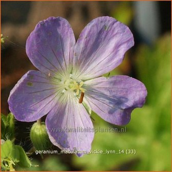 Geranium maculatum &amp;#39;Vickie Lynn&amp;#39; | Gevlekte ooievaarsbek, Ooievaarsbek, Tuingeranium | Amerikanischer Storchsch