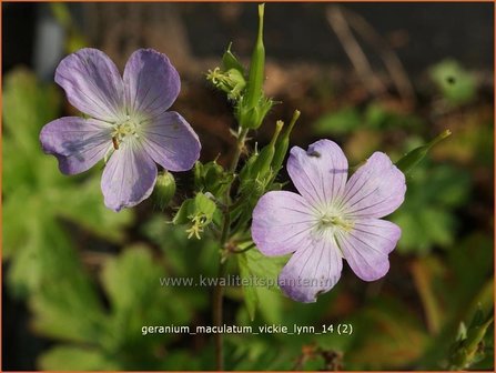 Geranium maculatum &amp;#39;Vickie Lynn&amp;#39; | Gevlekte ooievaarsbek, Ooievaarsbek, Tuingeranium | Amerikanischer Storchsch