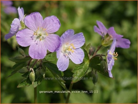 Geranium maculatum &amp;#39;Vickie Lynn&amp;#39; | Gevlekte ooievaarsbek, Ooievaarsbek, Tuingeranium | Amerikanischer Storchsch