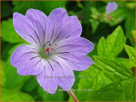 Geranium nodosum &#039;Purpur&#039; | Ooievaarsbek