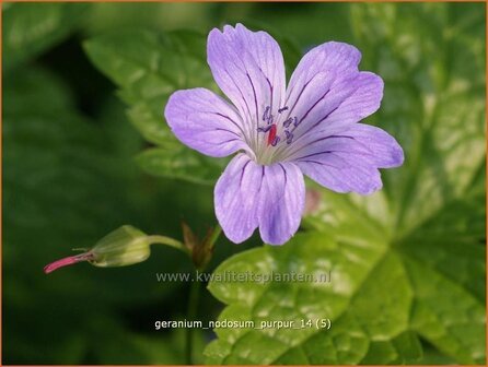 Geranium nodosum &#039;Purpur&#039; | Ooievaarsbek