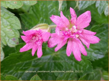 Geranium oxonianum &#039;Southcombe Double&#039; | Ooievaarsbek, Tuingeranium