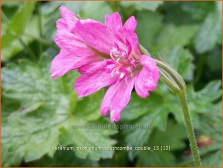 Geranium oxonianum &#039;Southcombe Double&#039; | Ooievaarsbek, Tuingeranium