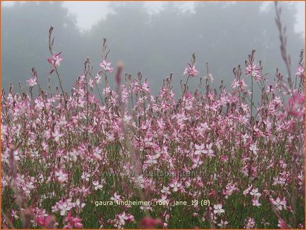 Gaura lindheimeri &#039;Rosy Jane&#039; | Prachtkaars
