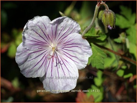 Geranium himalayense &#039;Derrick Cook&#039; | Ooievaarsbek