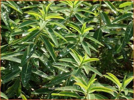 Euphorbia wallichii | Wolfsmelk | Wallichs Spurge