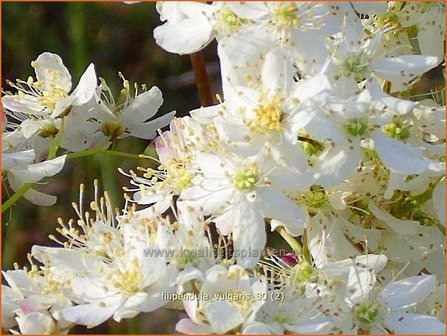 Filipendula vulgaris | Knolspirea