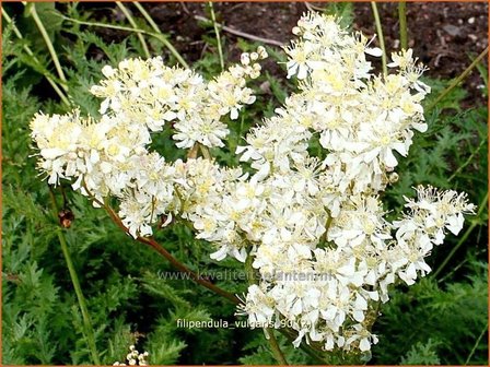 Filipendula vulgaris | Knolspirea