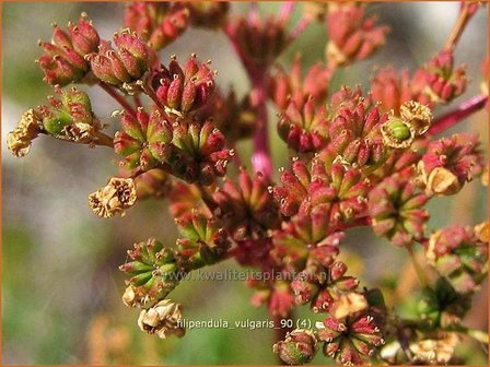 Filipendula vulgaris | Knolspirea