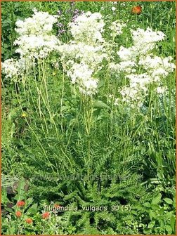 Filipendula vulgaris | Knolspirea