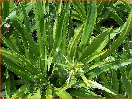 Eryngium agavifolium | Agaafbladige kruisdistel