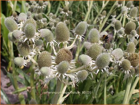 Eryngium agavifolium | Agaafbladige kruisdistel