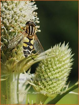 Eryngium agavifolium | Agaafbladige kruisdistel