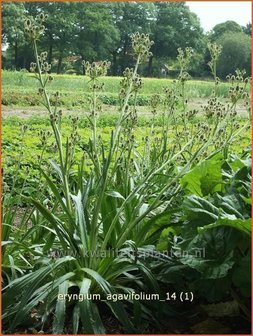 Eryngium agavifolium | Agaafbladige kruisdistel