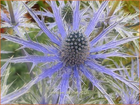 Eryngium &#039;Big Blue&#039; | Kruisdistel