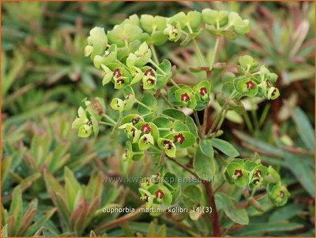 Euphorbia martinii &#039;Kolibri&#039; | Wolfsmelk | Busch-Wolfsmilch