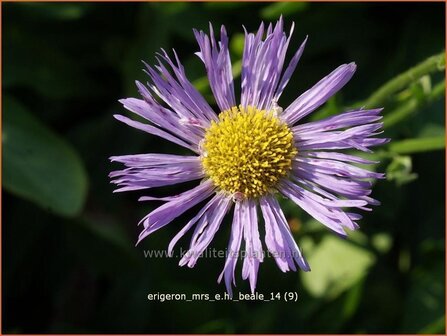 Erigeron &#039;Mrs E.H. Beale&#039; | Fijnstraal