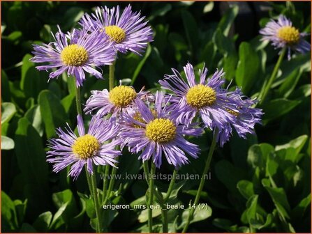 Erigeron &#039;Mrs E.H. Beale&#039; | Fijnstraal