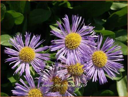 Erigeron &#039;Mrs E.H. Beale&#039; | Fijnstraal