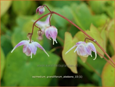 Epimedium grandiflorum &#039;Akebono&#039; | Elfenbloem