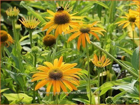 Echinacea purpurea &#039;Now Cheesier&#039; | Zonnehoed