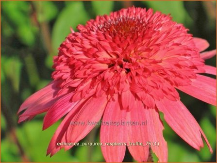 Echinacea purpurea &amp;#39;Raspberry Truffle&amp;#39; | Rode zonnehoed, Zonnehoed | Roter Sonnenhut