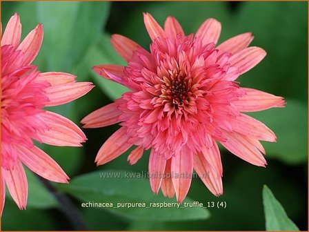 Echinacea purpurea &amp;#39;Raspberry Truffle&amp;#39; | Rode zonnehoed, Zonnehoed | Roter Sonnenhut