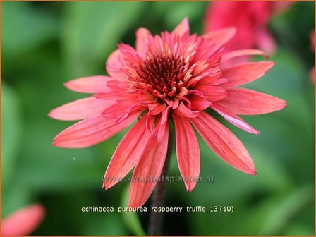 Echinacea purpurea &amp;#39;Raspberry Truffle&amp;#39; | Rode zonnehoed, Zonnehoed | Roter Sonnenhut