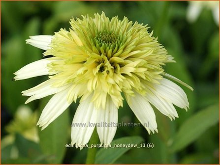 Echinacea purpurea &#039;Honeydew&#039; | Rode zonnehoed, Zonnehoed | Roter Sonnenhut | Purple Coneflower
