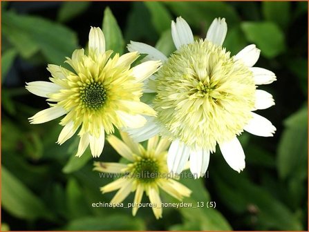 Echinacea purpurea &#039;Honeydew&#039; | Rode zonnehoed, Zonnehoed | Roter Sonnenhut | Purple Coneflower