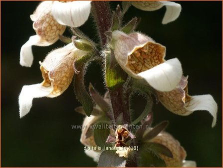 Digitalis lanata | Wollig vingerhoedskruid