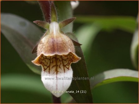 Digitalis lanata | Wollig vingerhoedskruid