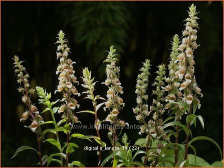 Digitalis lanata | Wollig vingerhoedskruid