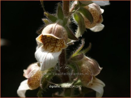 Digitalis lanata | Wollig vingerhoedskruid