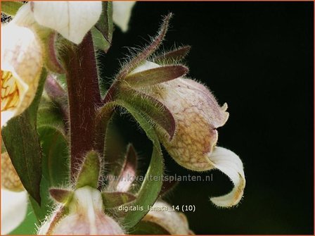 Digitalis lanata | Wollig vingerhoedskruid