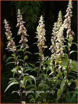 Digitalis lanata | Wollig vingerhoedskruid