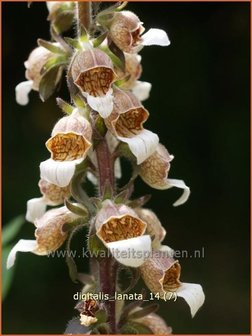 Digitalis lanata | Wollig vingerhoedskruid