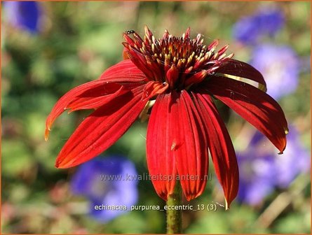 Echinacea purpurea &#039;Eccentric&#039; | Zonnehoed