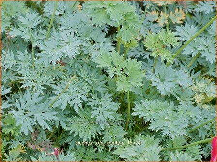 Dicentra &amp;#39;Red Fountain&amp;#39; | Gebroken hartje, Tranend hartje | Herzblume