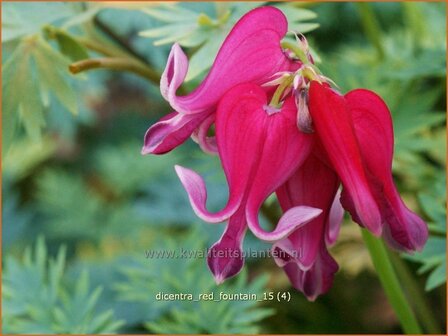 Dicentra &amp;#39;Red Fountain&amp;#39; | Gebroken hartje, Tranend hartje | Herzblume