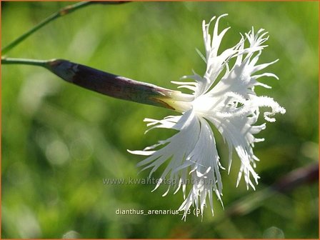 Dianthus arenarius | Zandanjer, Anjer